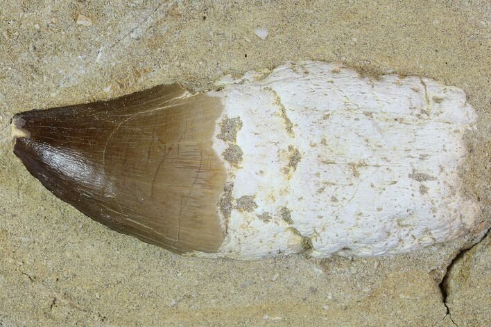 Bargain, Mosasaur (Prognathodon) Rooted Tooth In Rock #88708
